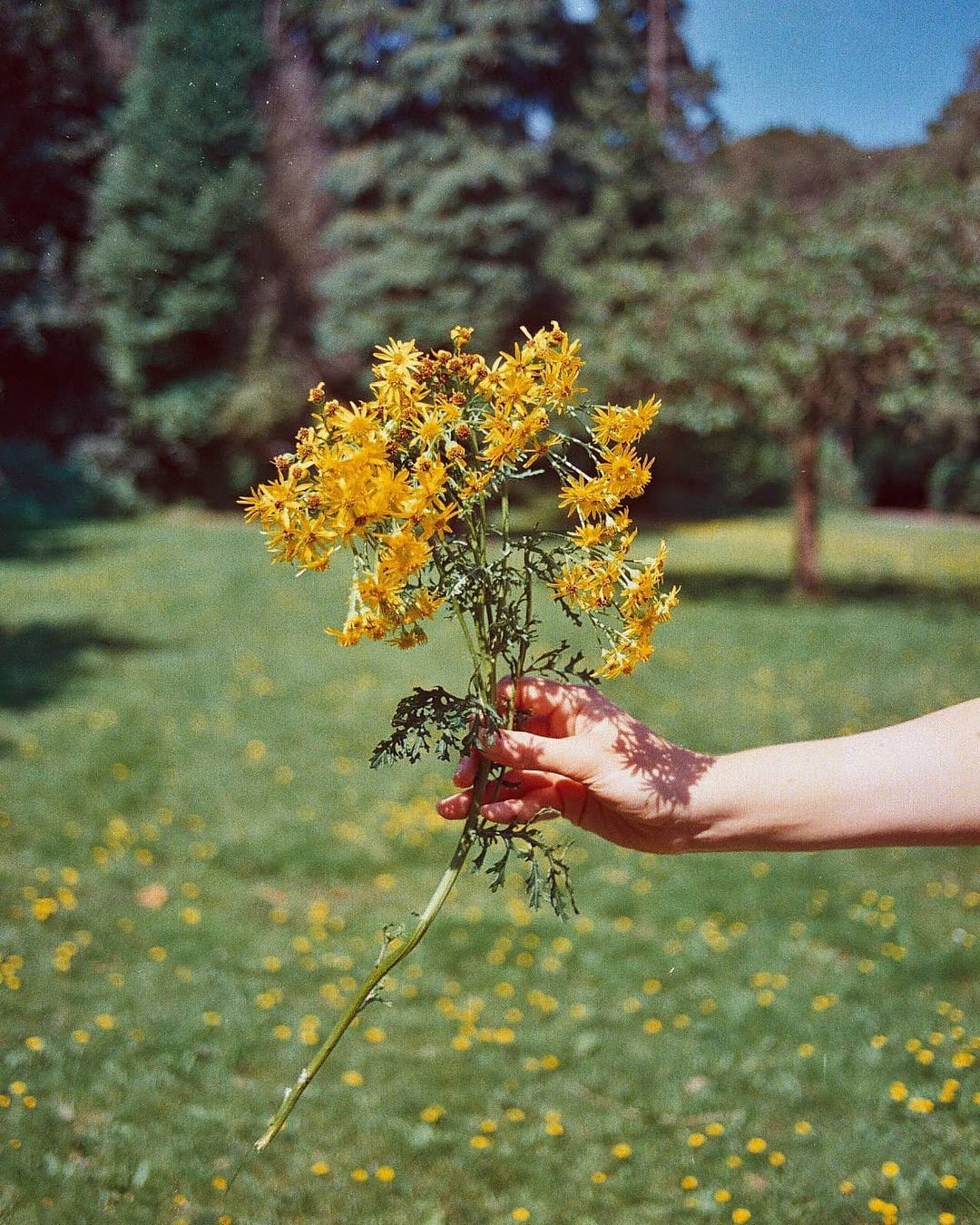 A hand holds a bunch of yellow flowers with a grassy field and trees in the background.