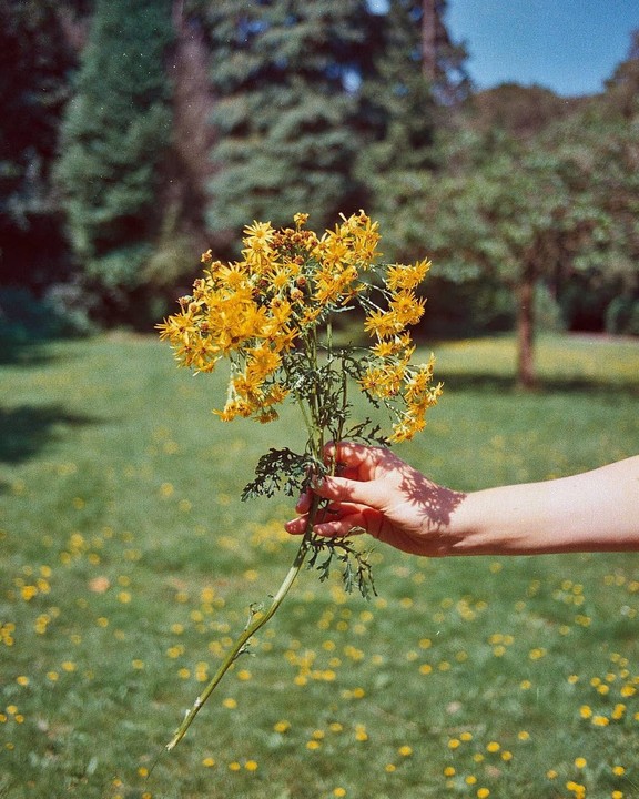 A hand holds a bunch of yellow flowers with a grassy field and trees in the background.