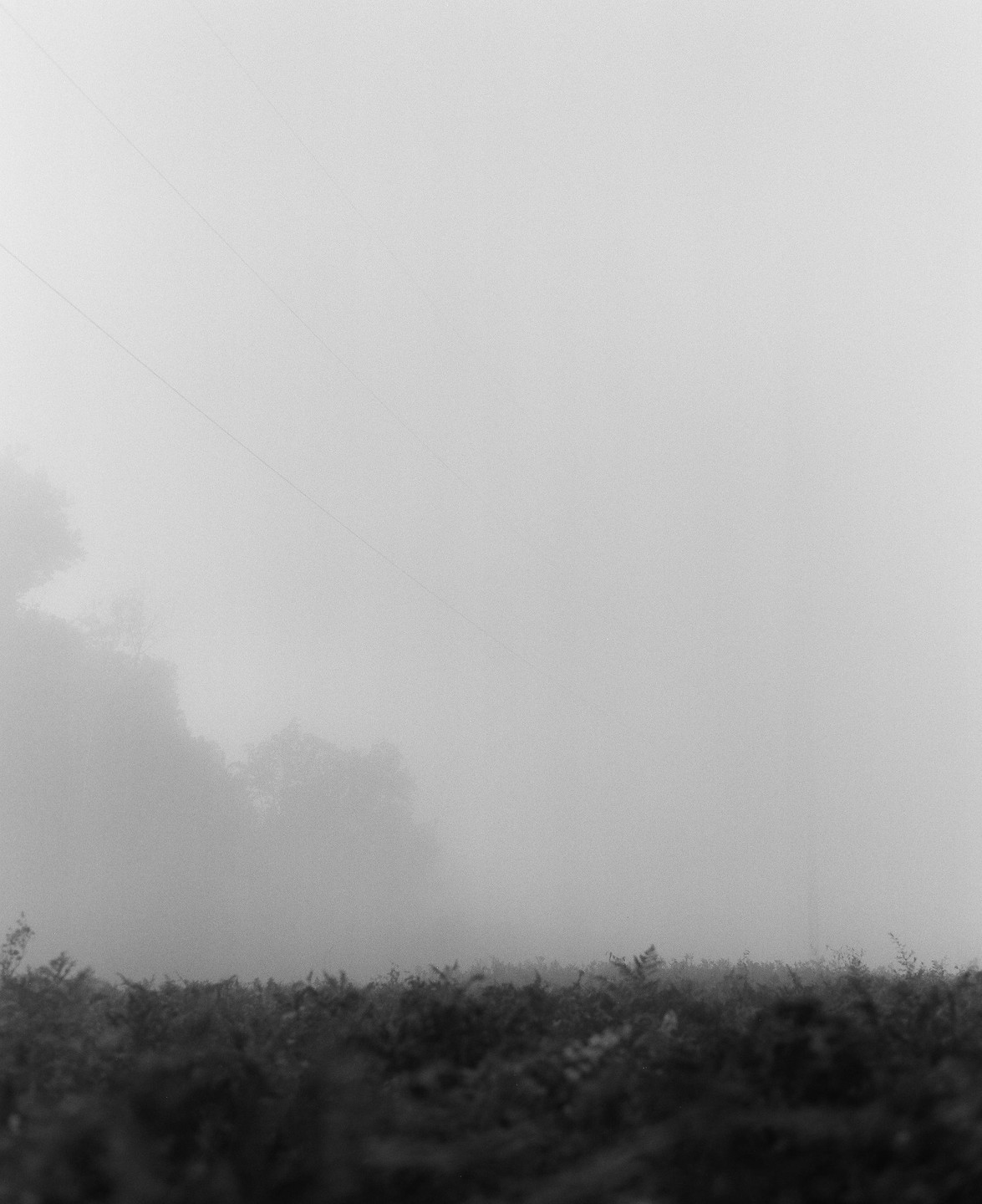 A field of ferns is shrouded in thick fog with faint power lines visible above.