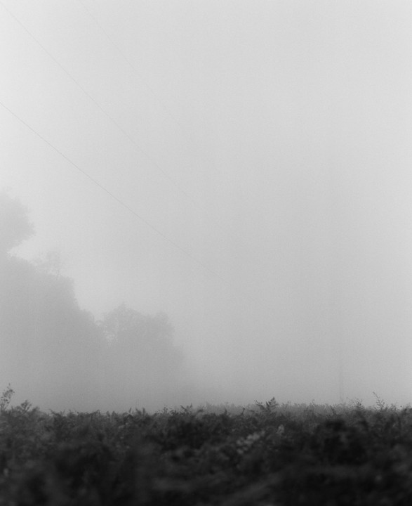 A field of ferns is shrouded in thick fog with faint power lines visible above.