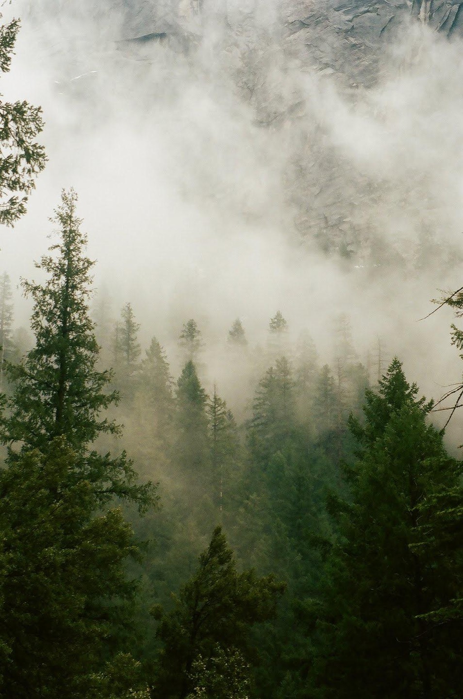A dense forest of pine trees is shrouded in fog with a rocky mountain face visible in the background.