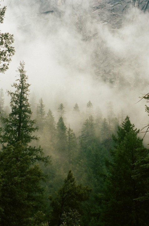 A dense forest of pine trees is shrouded in fog with a rocky mountain face visible in the background.