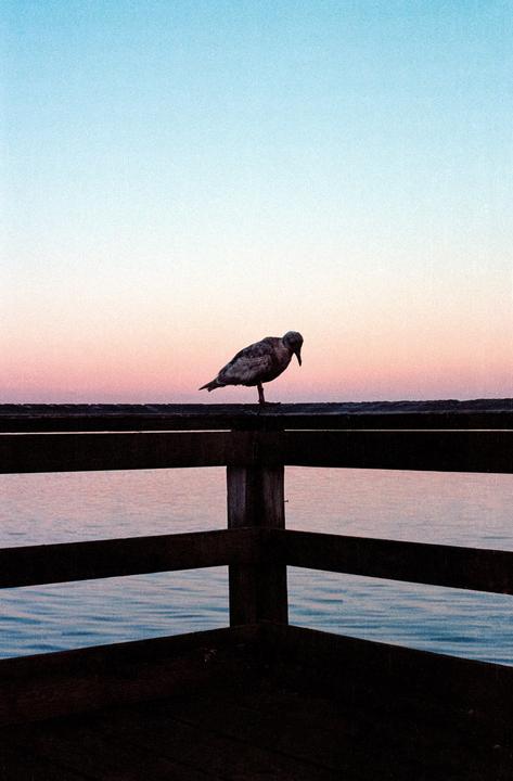 A bird stands on a wooden railing overlooking water at sunset.