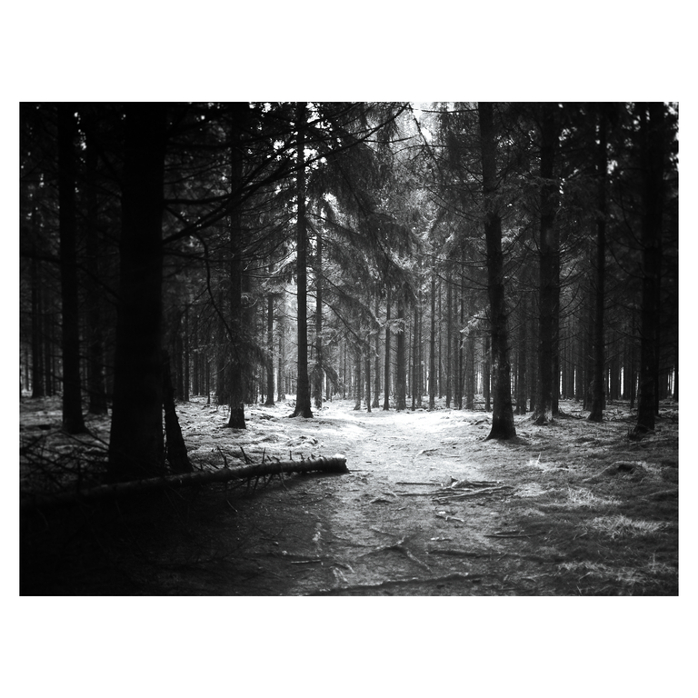A path leads through a dark forest with tall trees and light filtering through the canopy.