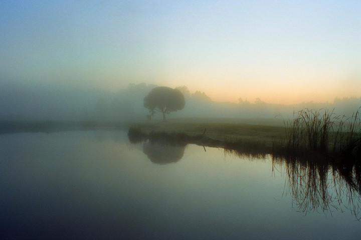 A lone tree stands on the bank of a still body of water, shrouded in fog with a soft glow on the horizon.