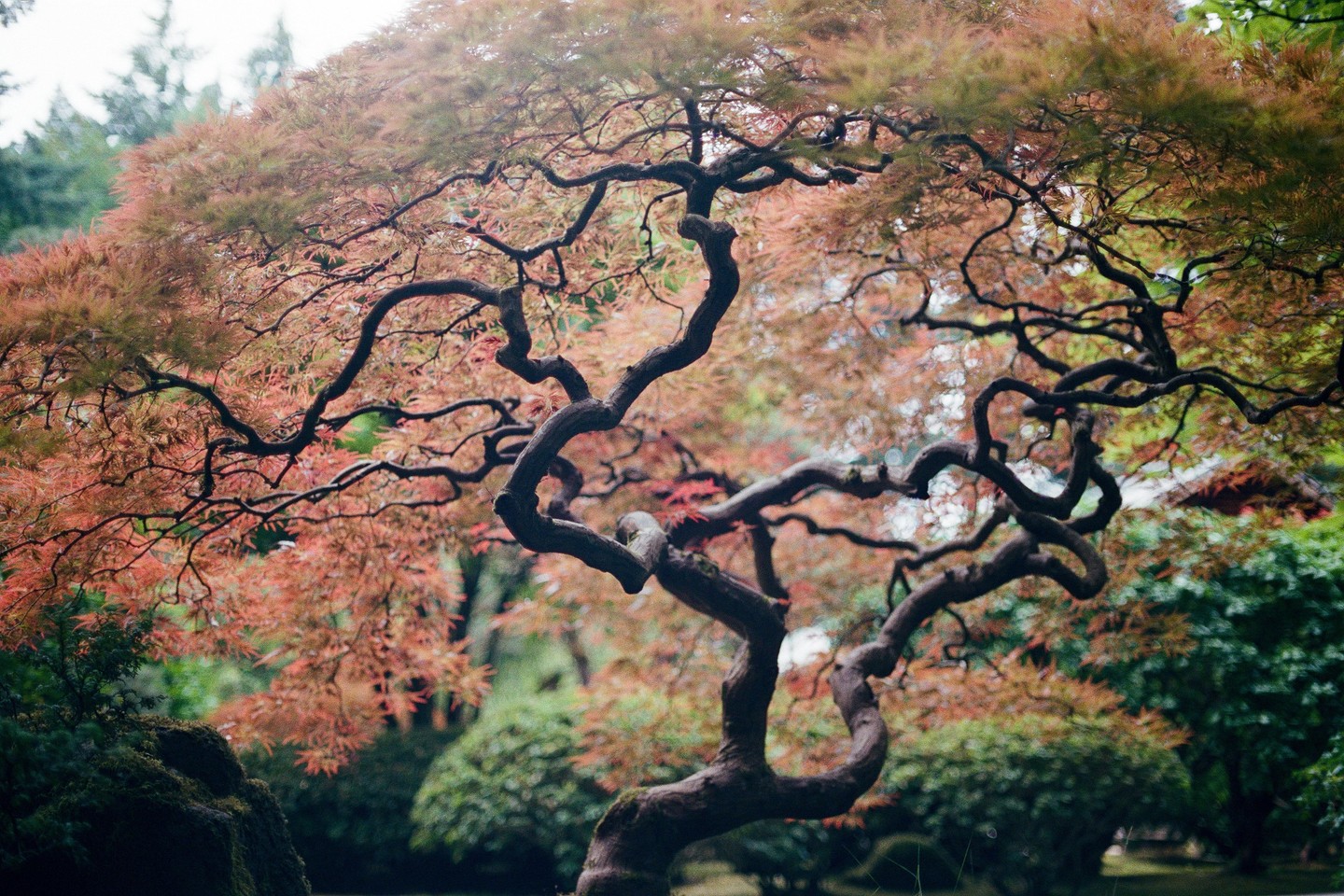 A Japanese maple tree with red and green leaves and gnarled branches stands in a garden.