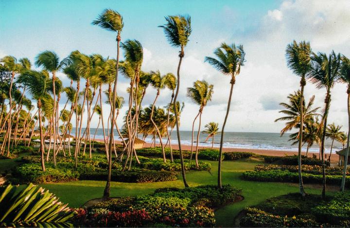 Palm trees and green foliage line a beach with an ocean and cloudy sky in the background.