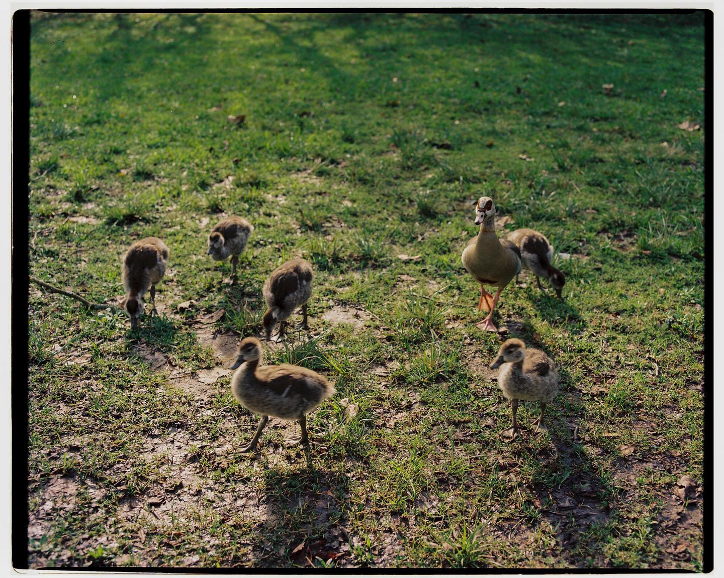A mother duck and five ducklings walk on a grassy lawn.