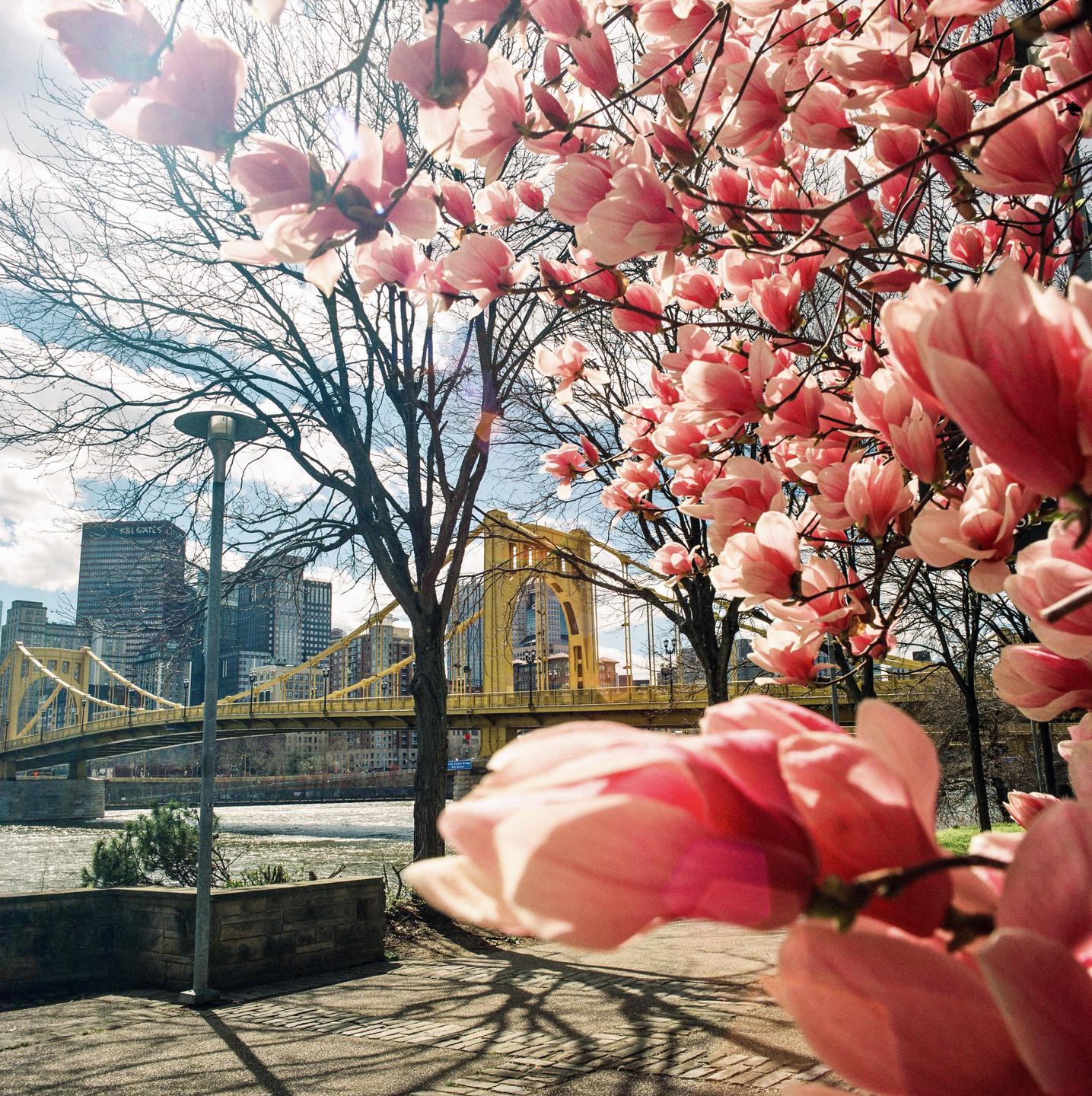 Pink blossoms frame a view of a yellow bridge over a river with a city skyline in the background.