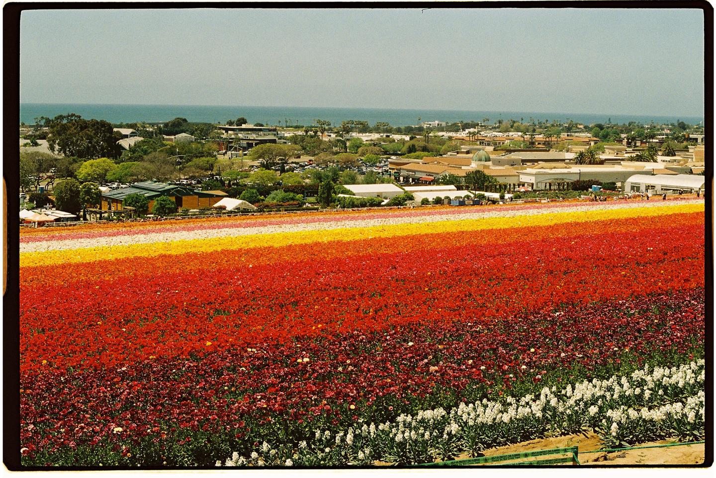 A field of colorful flowers in bloom stretches towards a town and the ocean under a clear sky.