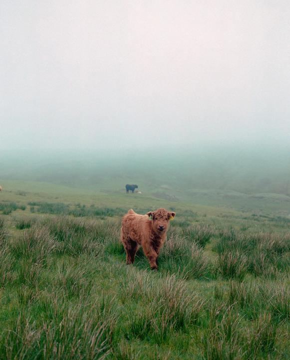 A baby highland cow stands in a grassy field with other cows in the distance, shrouded in fog.