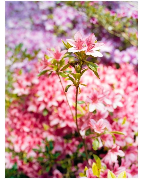 A close-up of pink flowers with a blurred background of more pink and purple flowers.