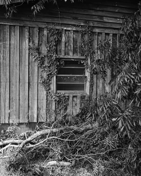 A wooden building with a window is overgrown with ivy and surrounded by branches and foliage.