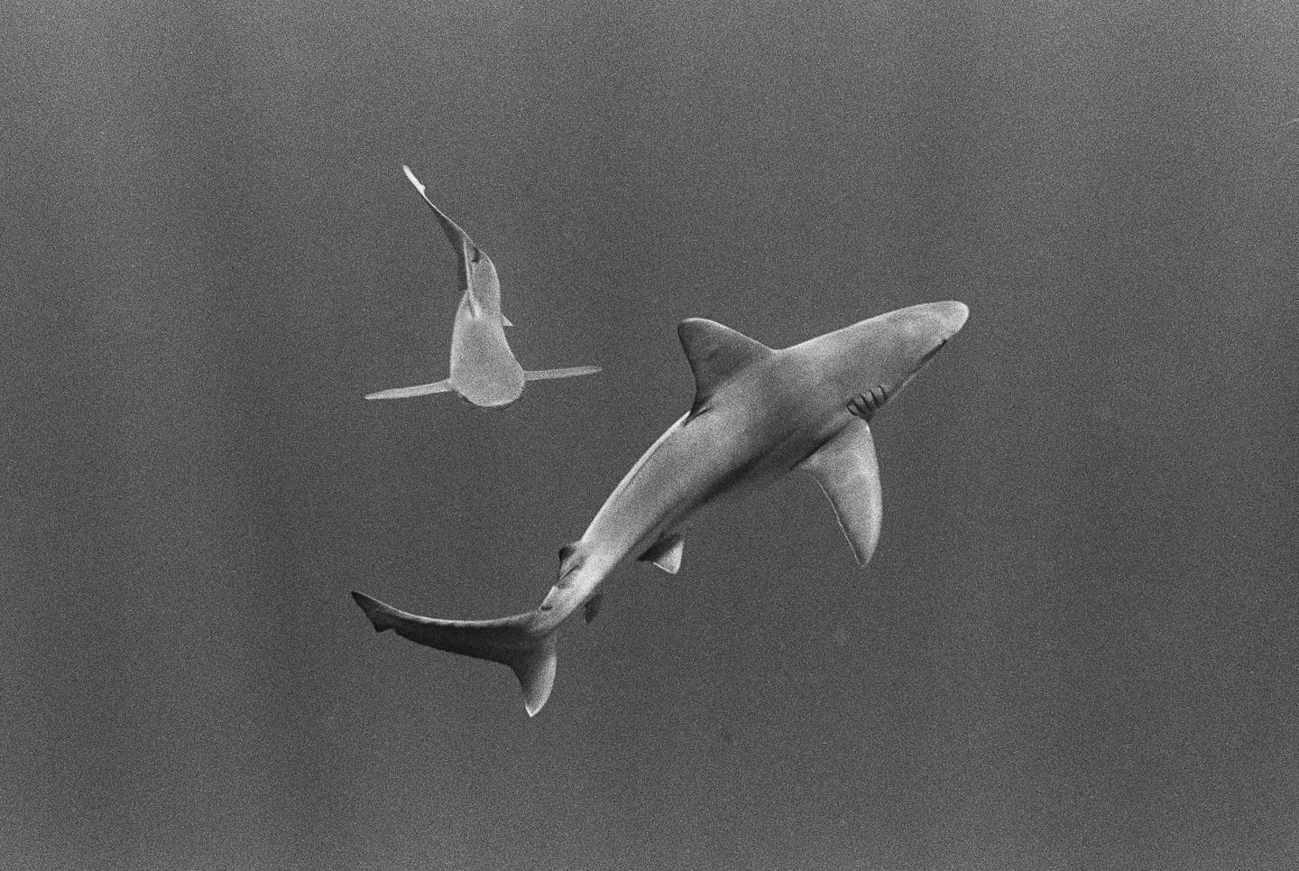 Two sharks swim in dark water, one in the foreground and one in the background.