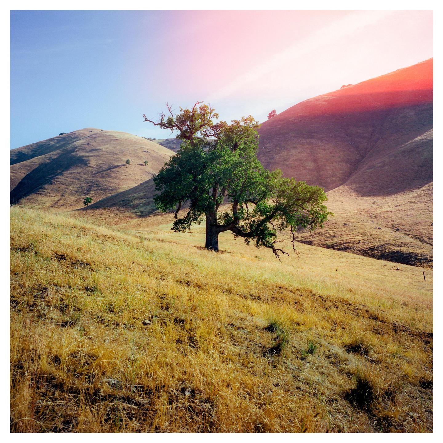A lone tree stands on a golden hillside under a bright sky with a red lens flare.