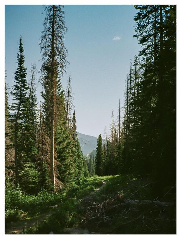 A narrow trail winds through a dense forest of tall pine trees with a mountain in the distance under a clear sky.