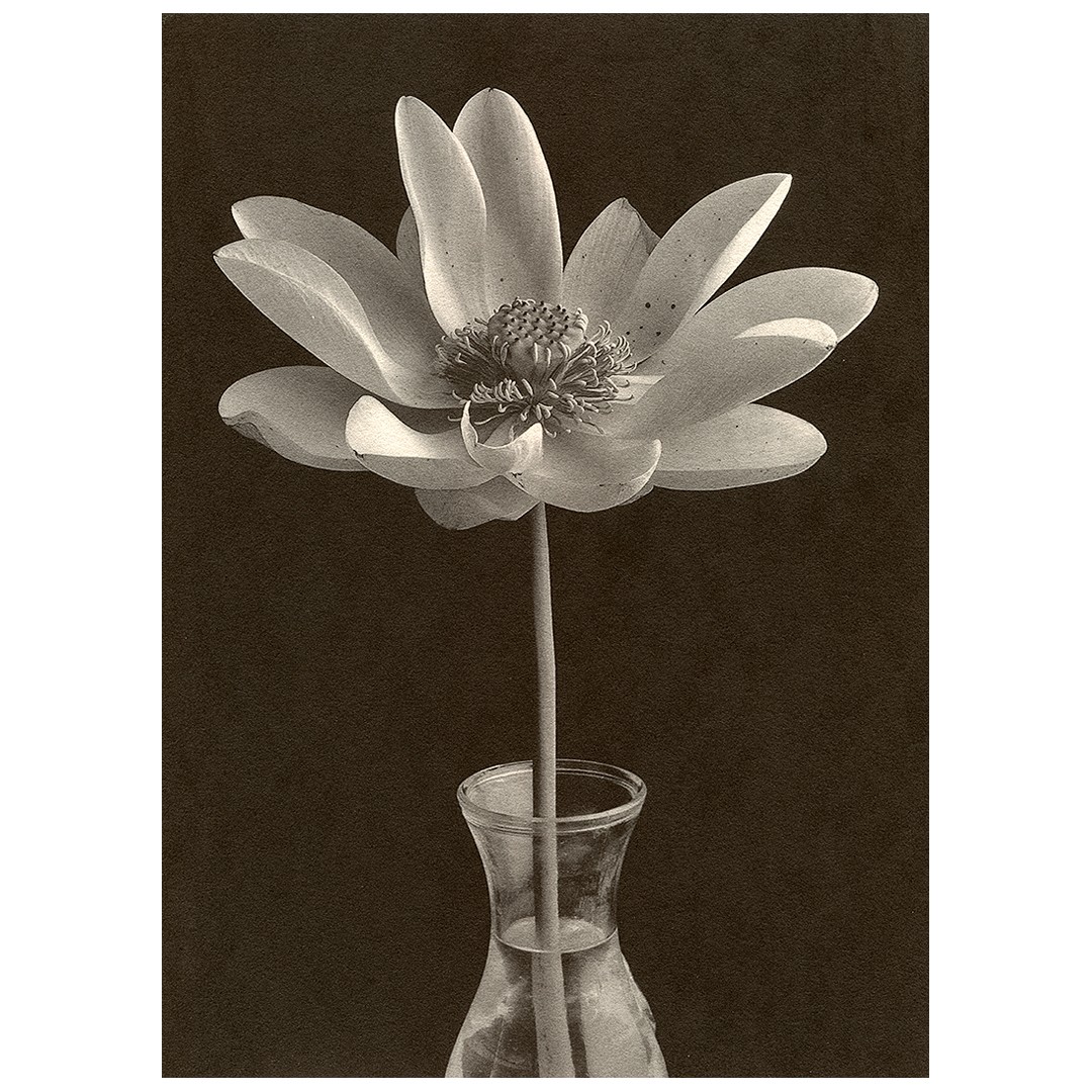 A water lily with many petals and a prominent stamen is in a glass vase.