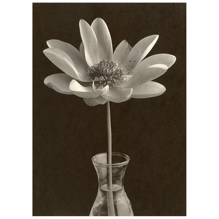 A water lily with many petals and a prominent stamen is in a glass vase.