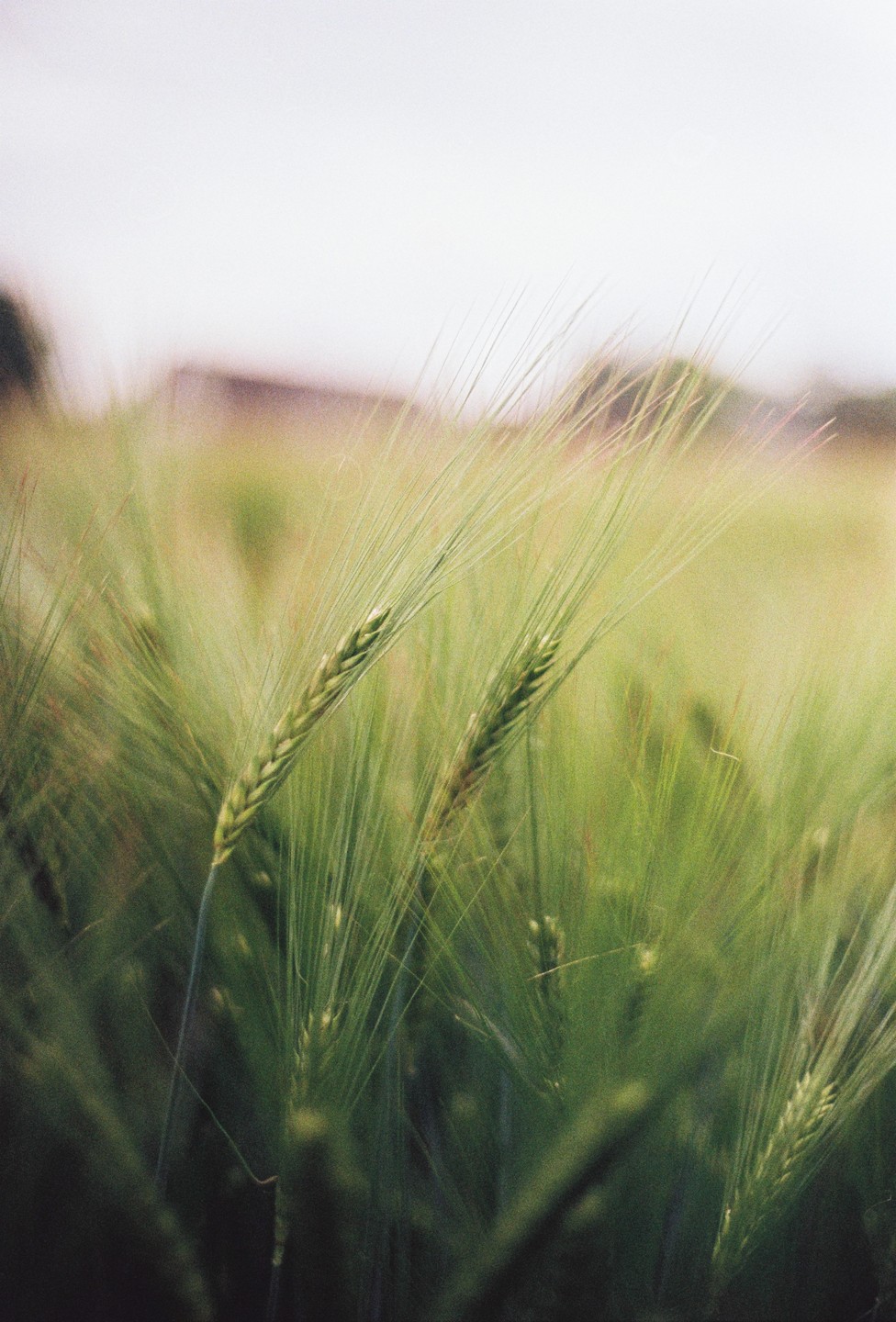 Two stalks of grain stand out in a field of green.