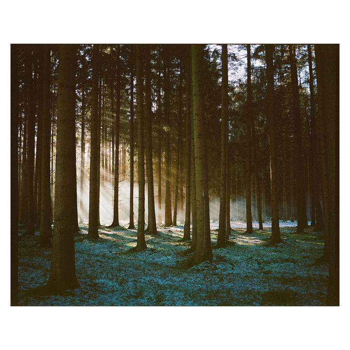 Sunlight streams through a dense forest of tall trees, illuminating the snowy ground.