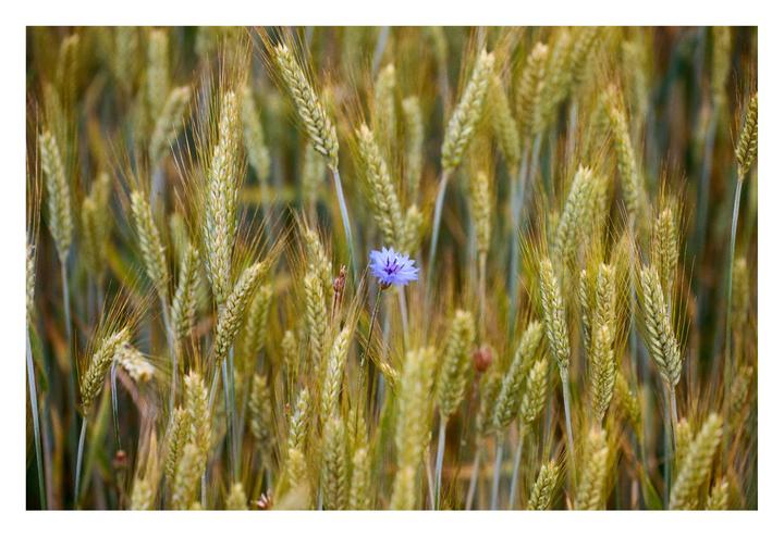 A single blue cornflower stands out among a field of golden wheat.