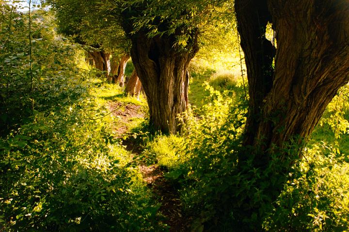 A path winds through a line of trees with bright green foliage and sunlit grass.