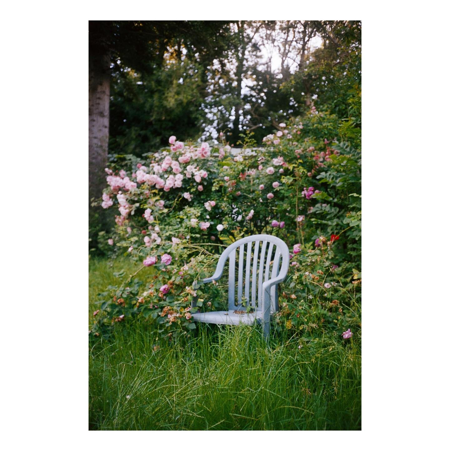 A white plastic chair sits in tall grass next to a large bush of pink roses.