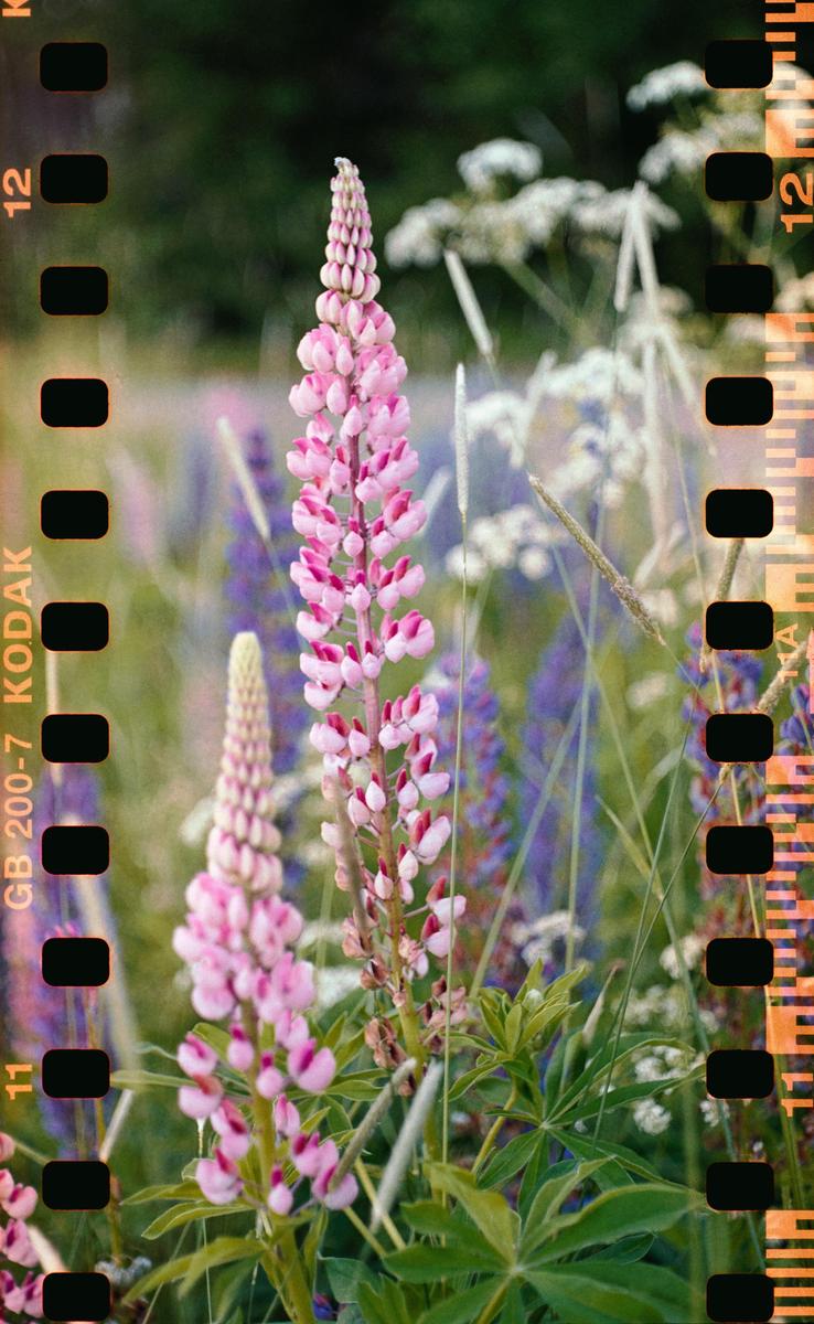 Two pink lupine flowers stand tall amidst a field of green foliage and other wildflowers.