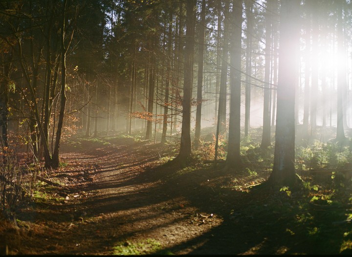 Sunlight streams through a misty forest with a path covered in fallen leaves.