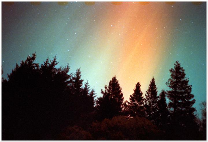Silhouetted pine trees stand against a starry night sky illuminated by the aurora borealis.