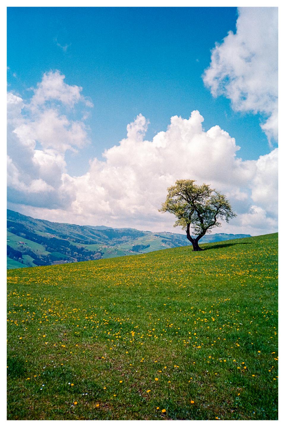 A single tree stands on a grassy hill covered in yellow flowers under a blue sky with white clouds.