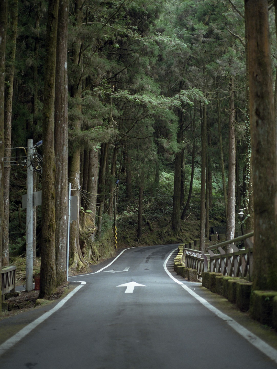 A paved road with a white arrow painted on it curves through a dense forest.
