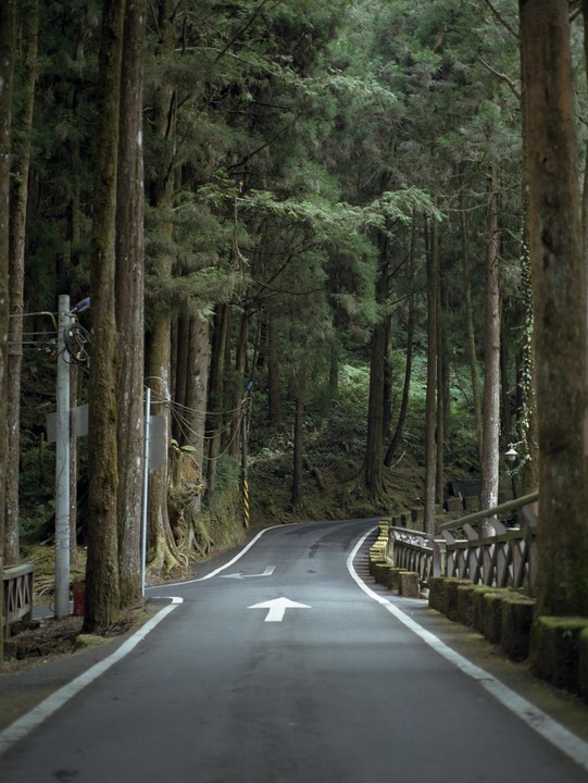A paved road with a white arrow painted on it curves through a dense forest.