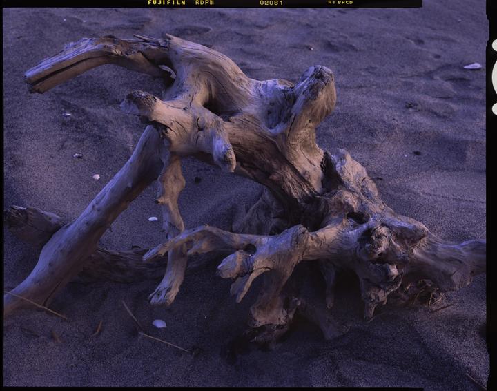 A piece of driftwood rests on dark sand with small seashells scattered around it.