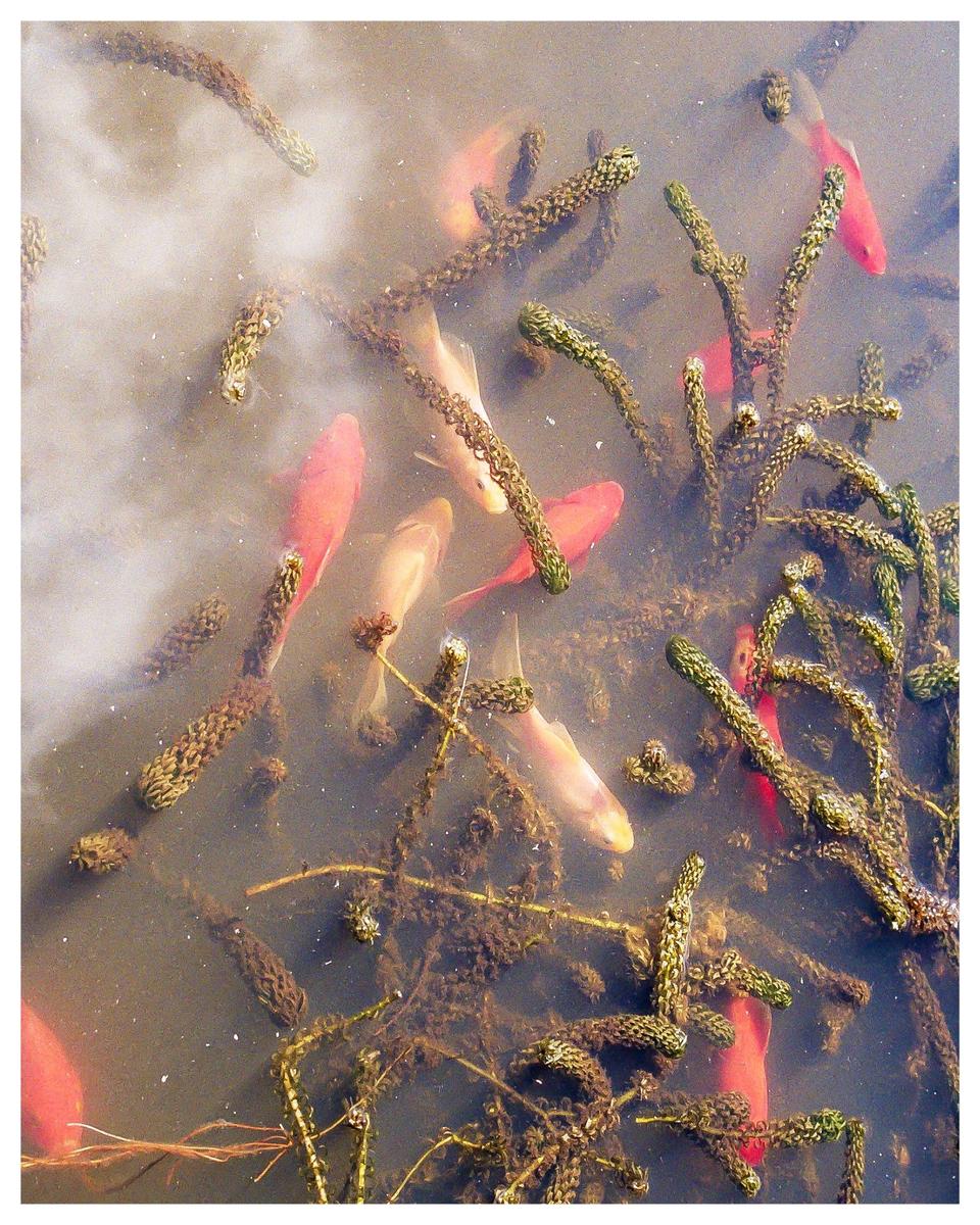 Several goldfish swim among green aquatic plants in murky water.