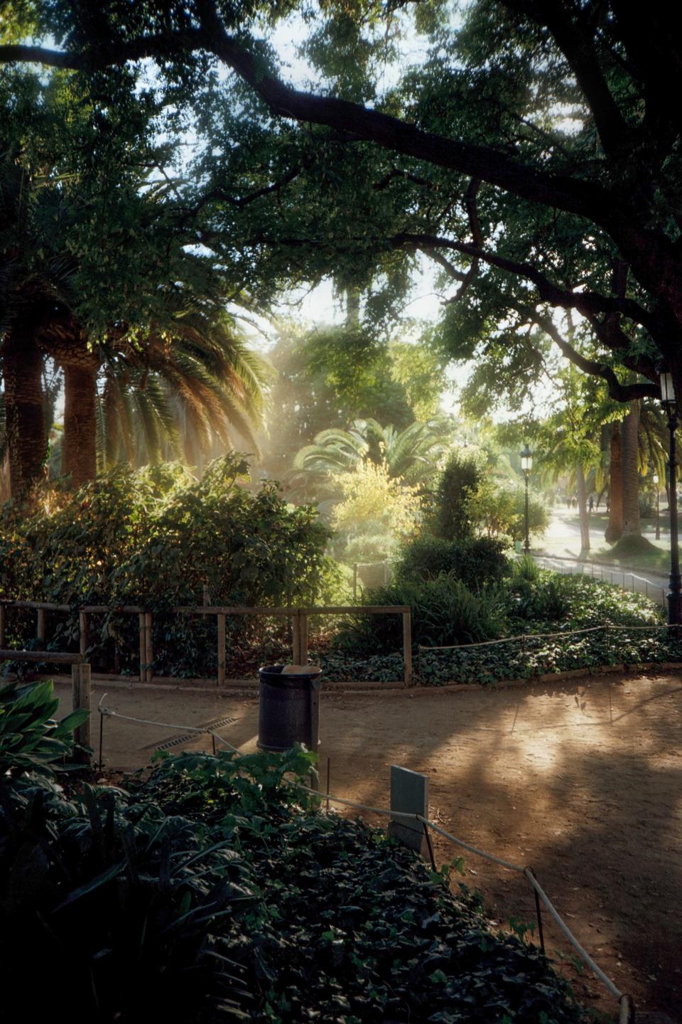 Sunlight streams through the trees and illuminates a path in a park with palm trees and lush foliage.