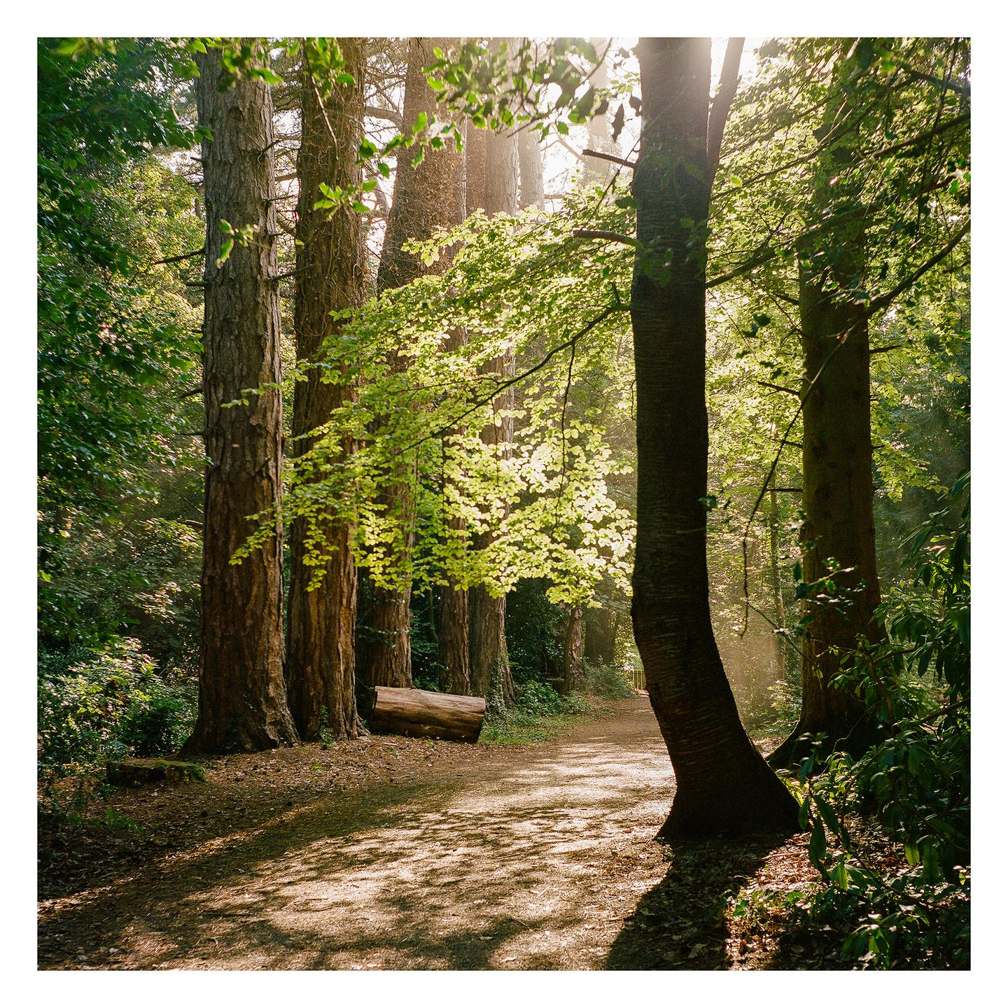 Sunlight streams through the trees onto a path in a forest.