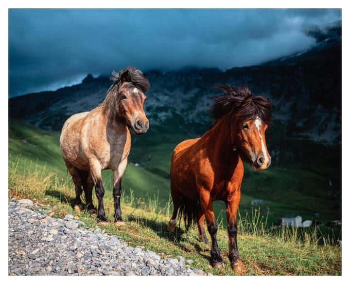 Two horses stand on a grassy hillside with mountains and a cloudy sky in the background.