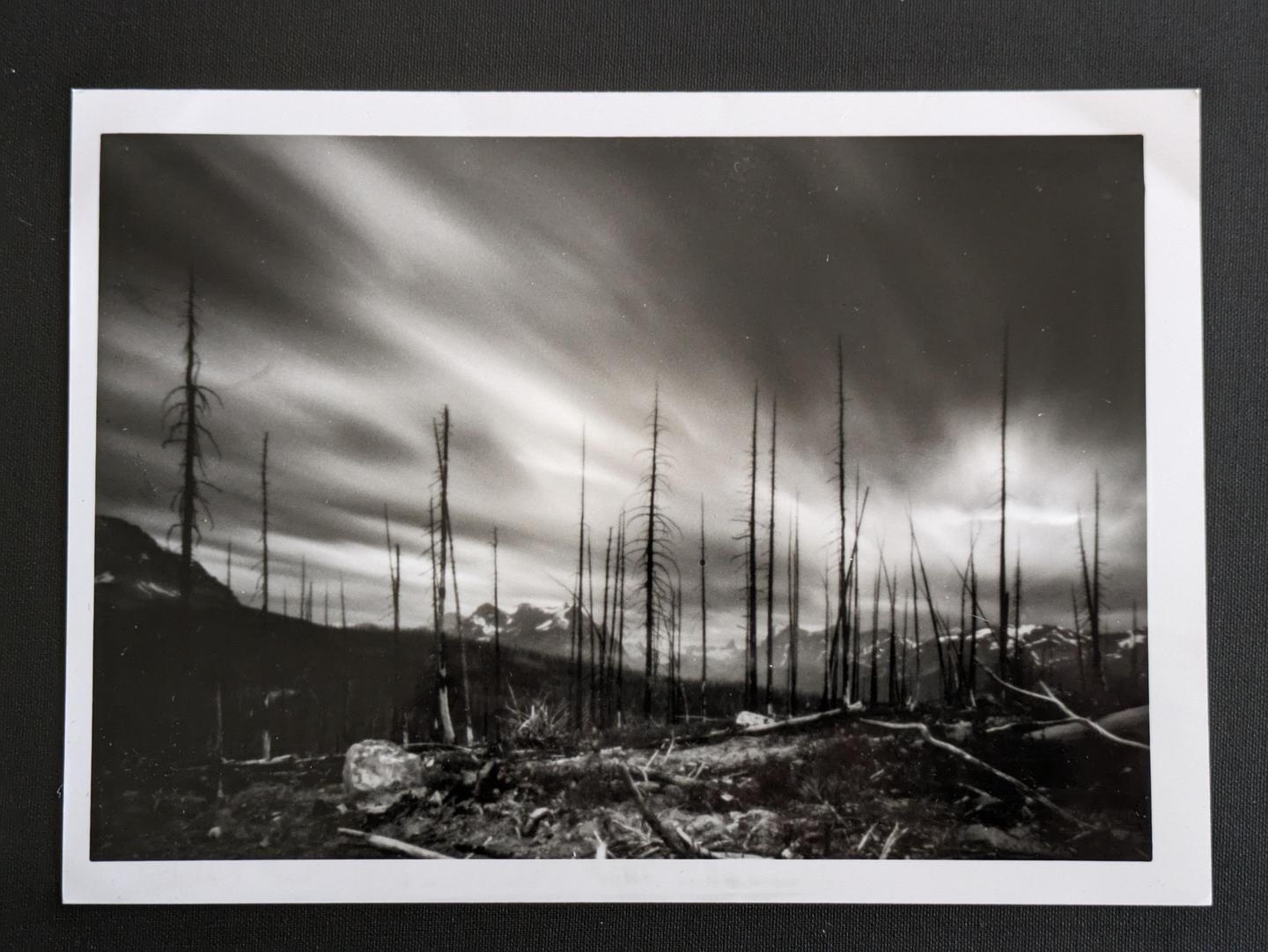 A black and white landscape shows a forest of dead trees with mountains in the background under a dramatic sky.