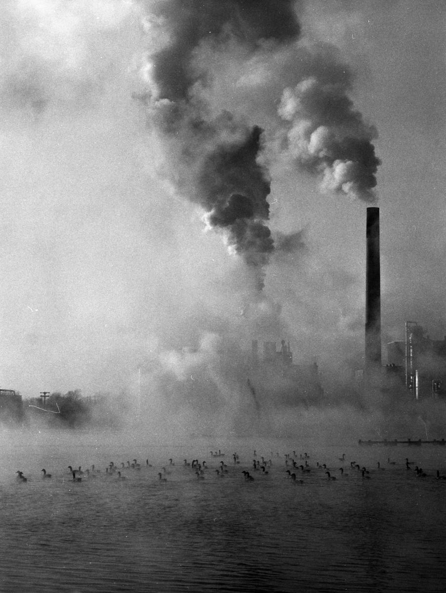 A flock of geese swims in water with a smoking industrial chimney in the background.