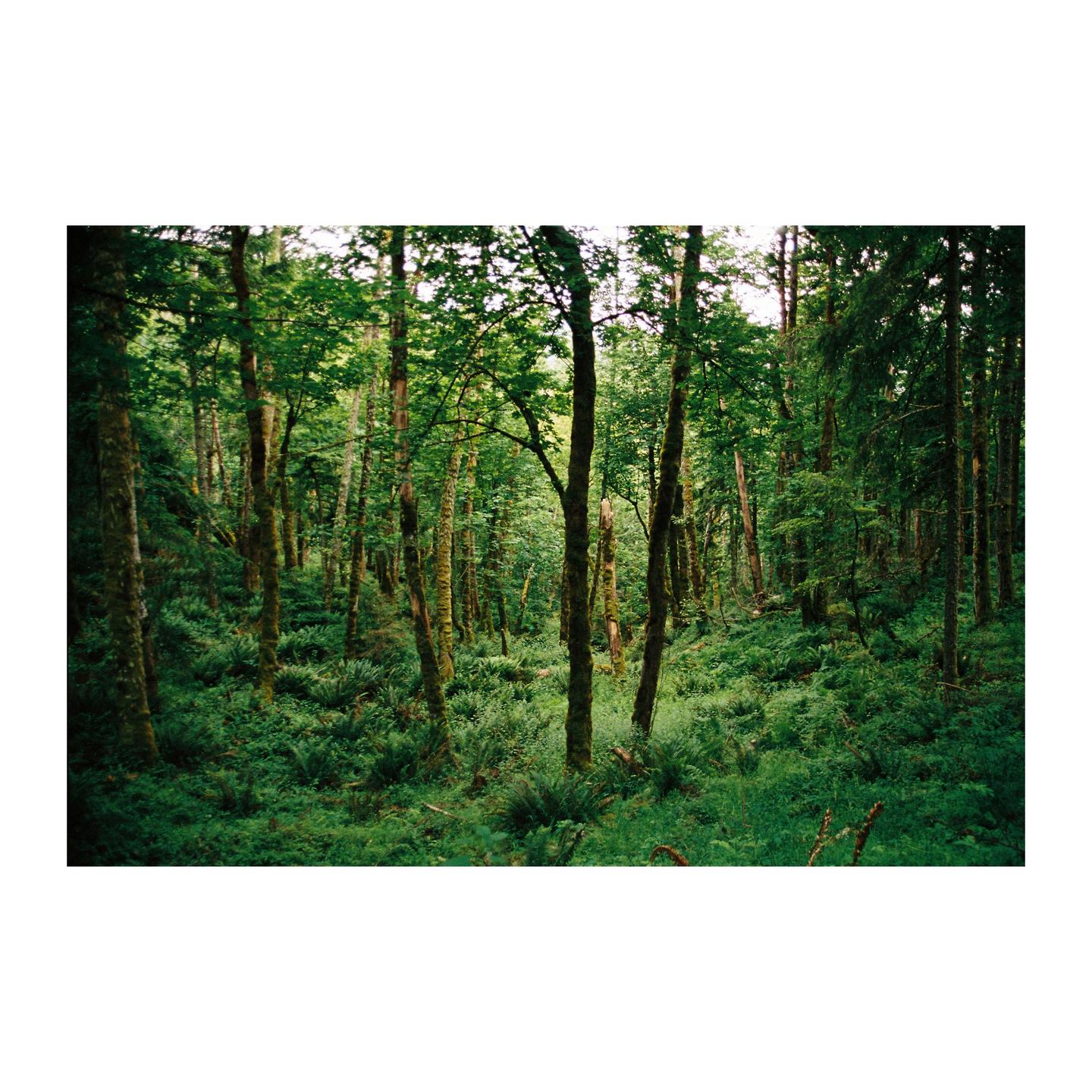 A dense forest is filled with tall trees and lush green undergrowth.