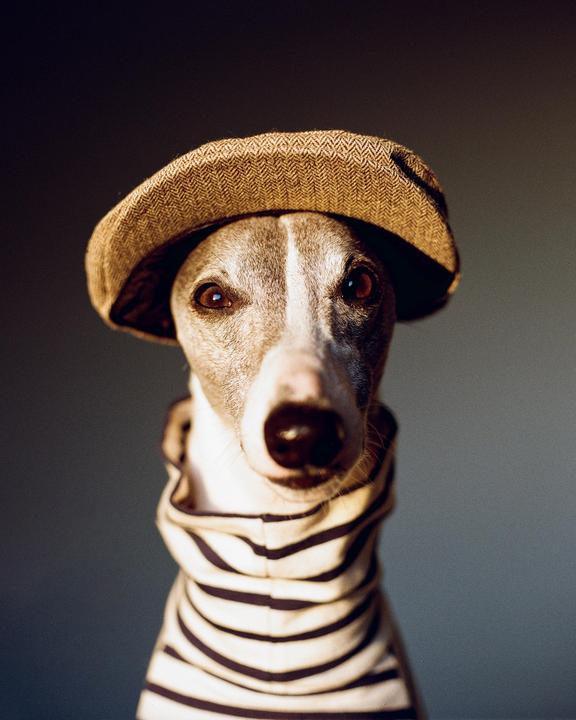 A whippet wears a flat cap and a striped shirt.