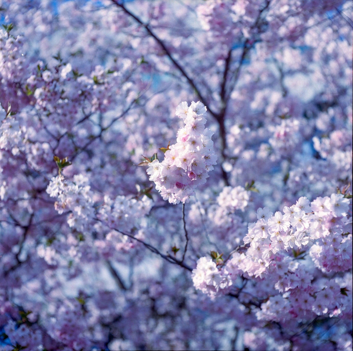 A cluster of pink blossoms hangs from a tree branch, surrounded by more blossoms in the background.