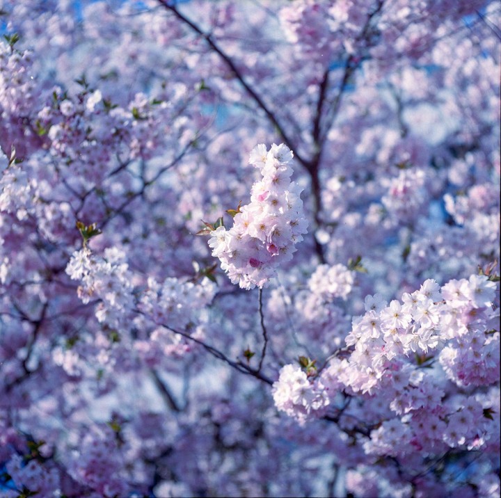 A cluster of pink blossoms hangs from a tree branch, surrounded by more blossoms in the background.