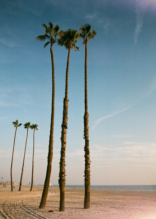 Several tall palm trees stand on a sandy beach next to the ocean under a clear sky.