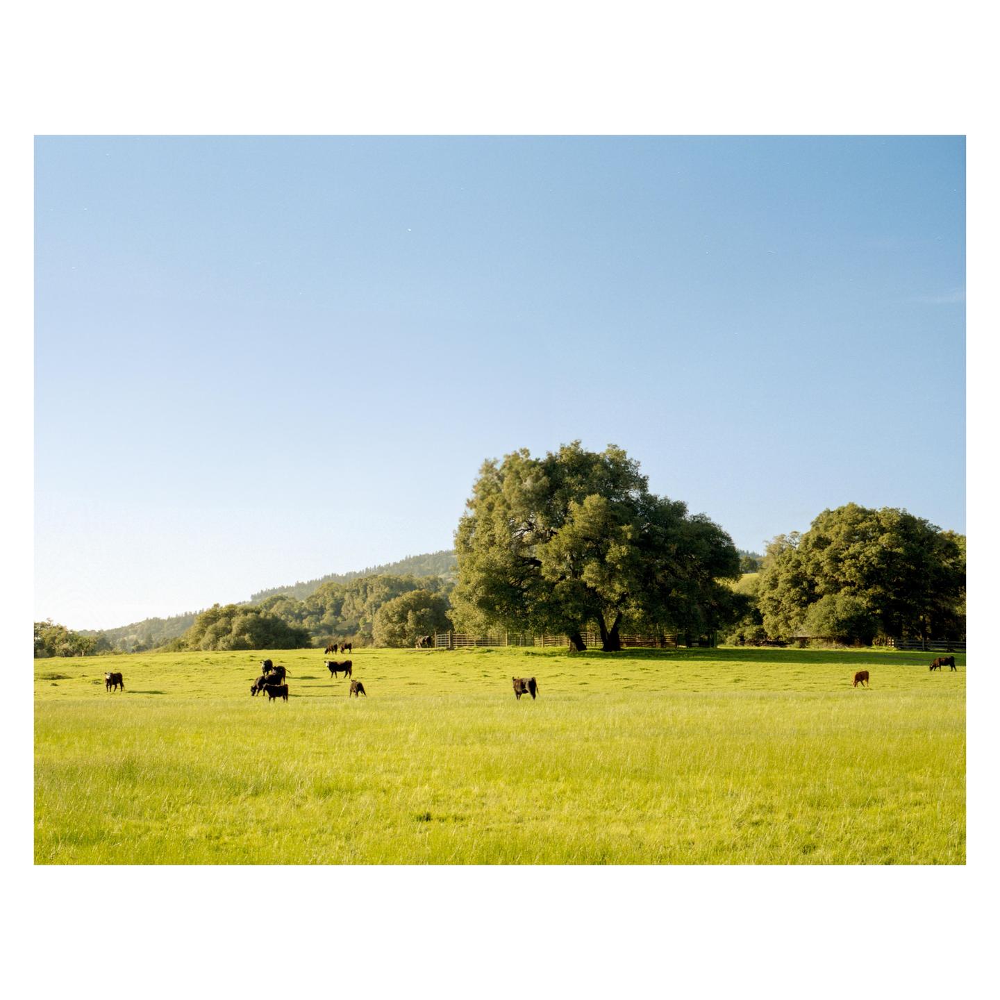 Cows graze in a bright green field under a clear blue sky, with a large tree in the middle ground and a forested hill in the distance.