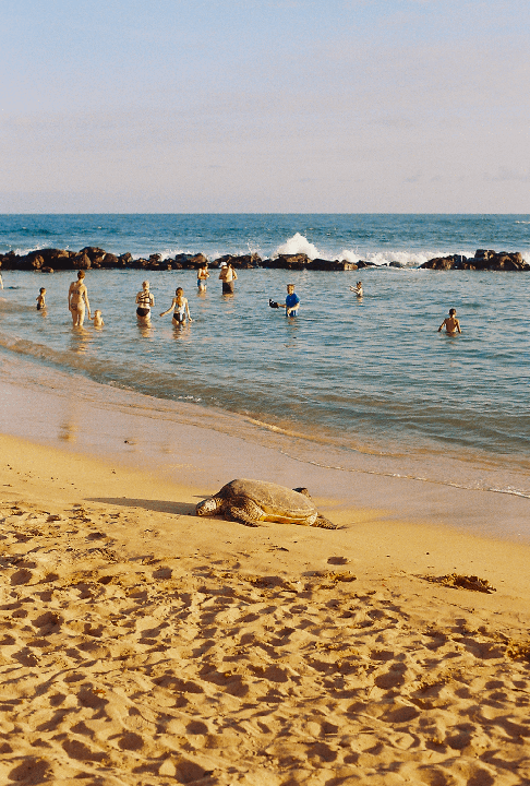 A turtle rests on a sandy beach while people swim in the ocean behind it.