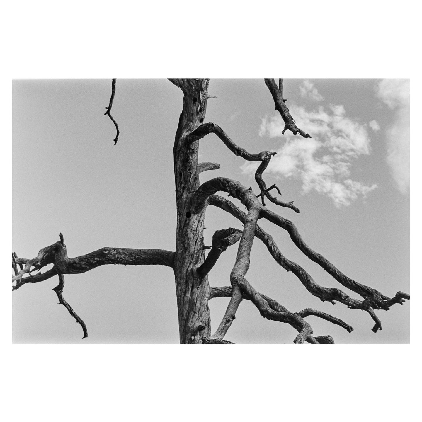 A dead tree with gnarled branches is silhouetted against a bright sky with a single cloud.
