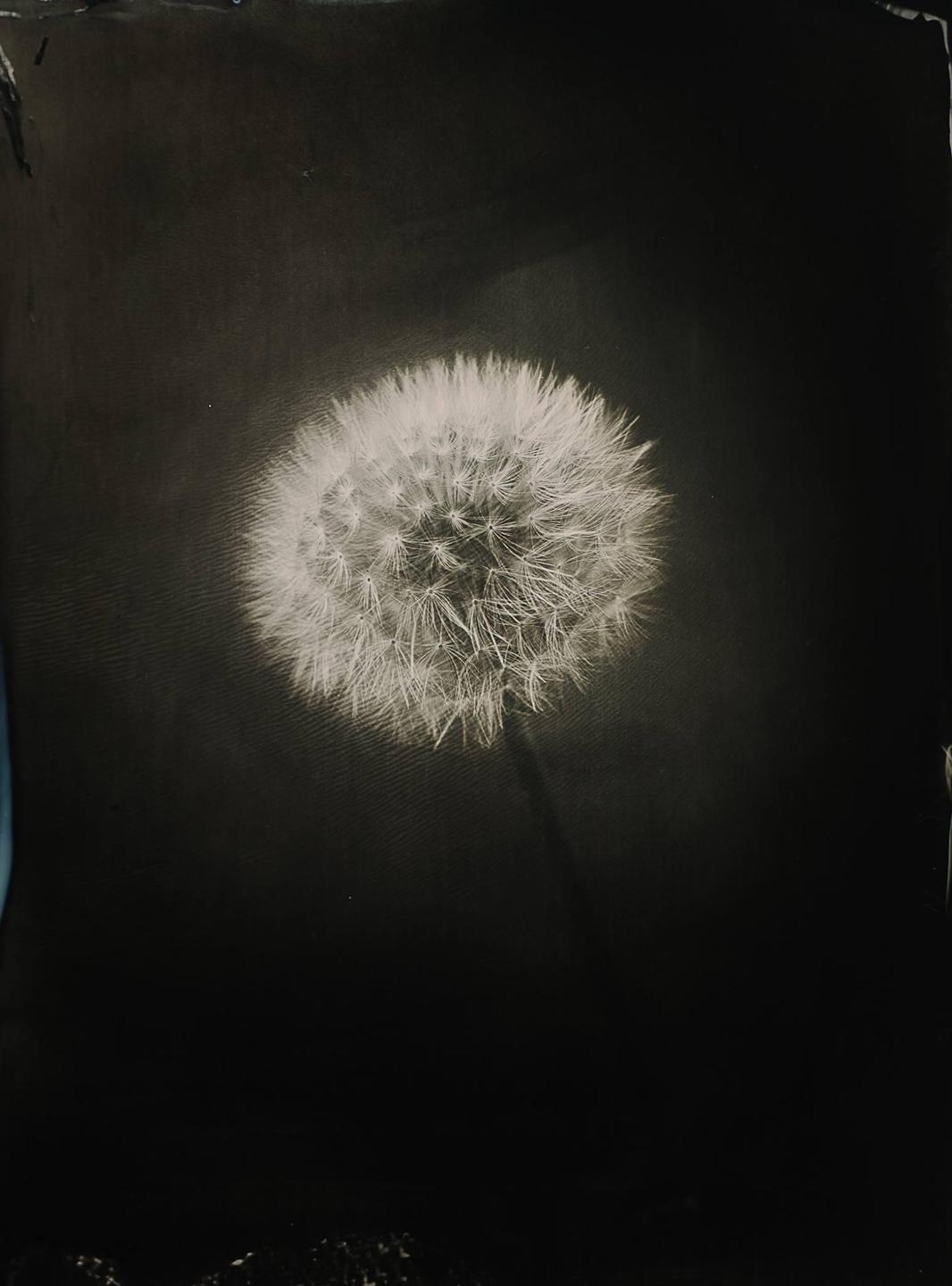 A dandelion seed head is centered against a dark background.