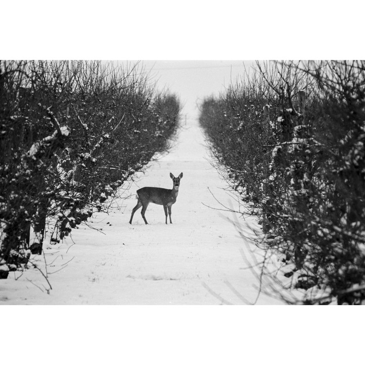 A deer stands in a snowy path between two rows of bare trees.